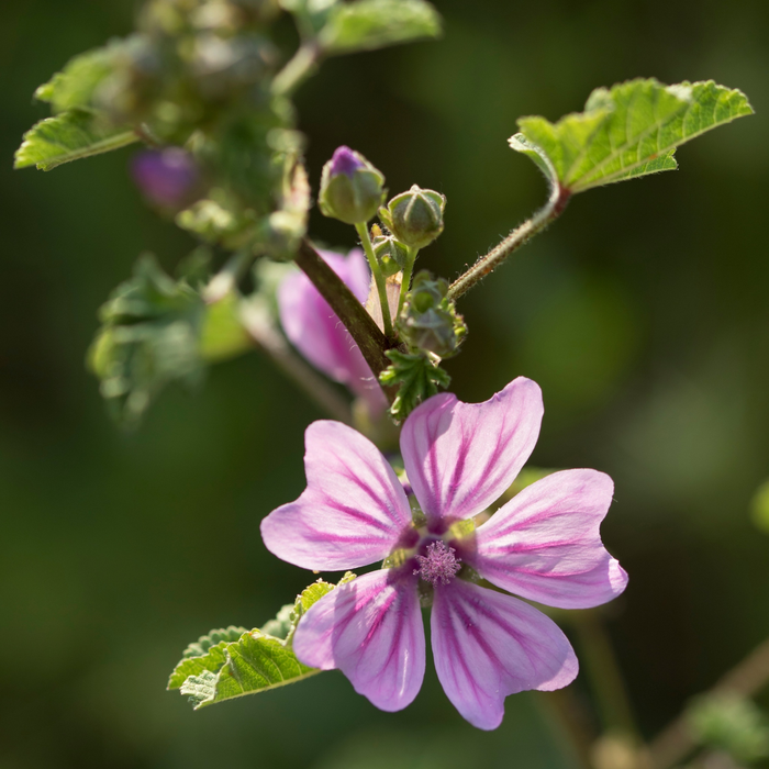 fiore di malva viola