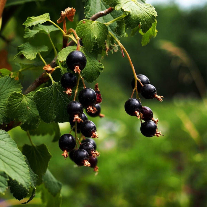 Ribes di Zante Uva passa CORINTO senza semi