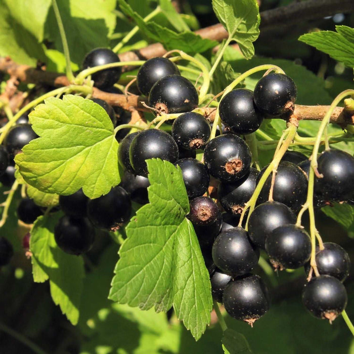 Ribes di Zante Uva passa CORINTO senza semi